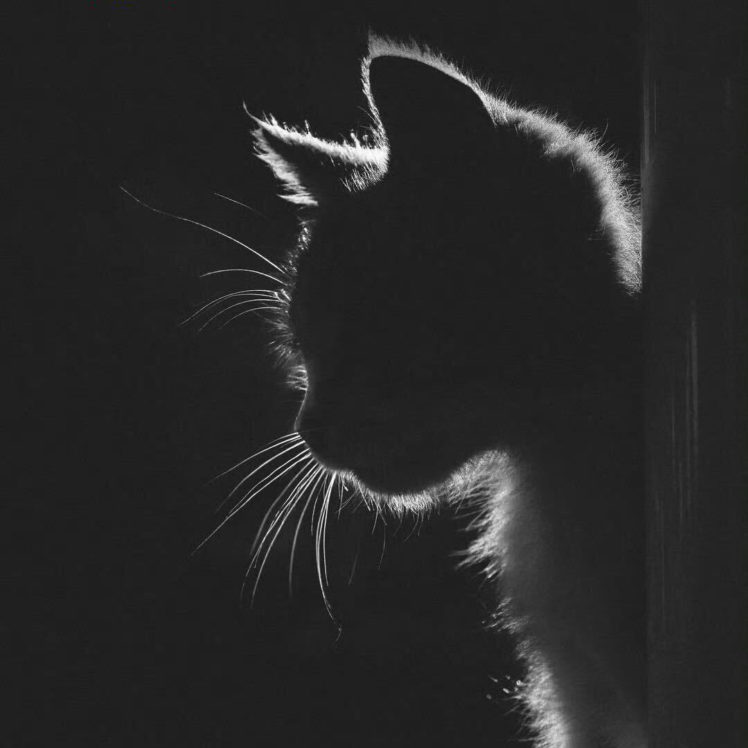 Black-and-white cat portrait selected by XingZhou